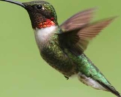 Hummingbird Strategy for Respectful Workplace