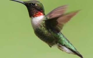 Hummingbird Strategy for Respectful Workplace