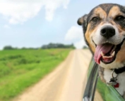 Dogs and Workplace Violence Prevention