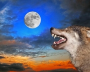 Wolves in the Workplace - SOCIAL IDENTITY THEORY