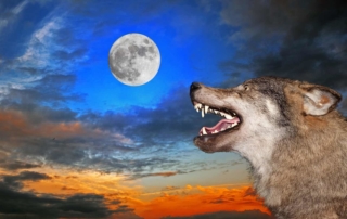 Wolves in the Workplace - SOCIAL IDENTITY THEORY