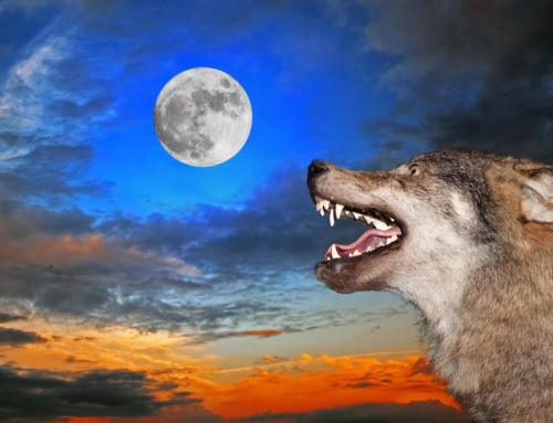 Wolves in the Workplace – SOCIAL IDENTITY THEORY