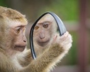 self-reflection