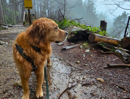 Sometimes the Most Productive Move Is to Paws (Pause)